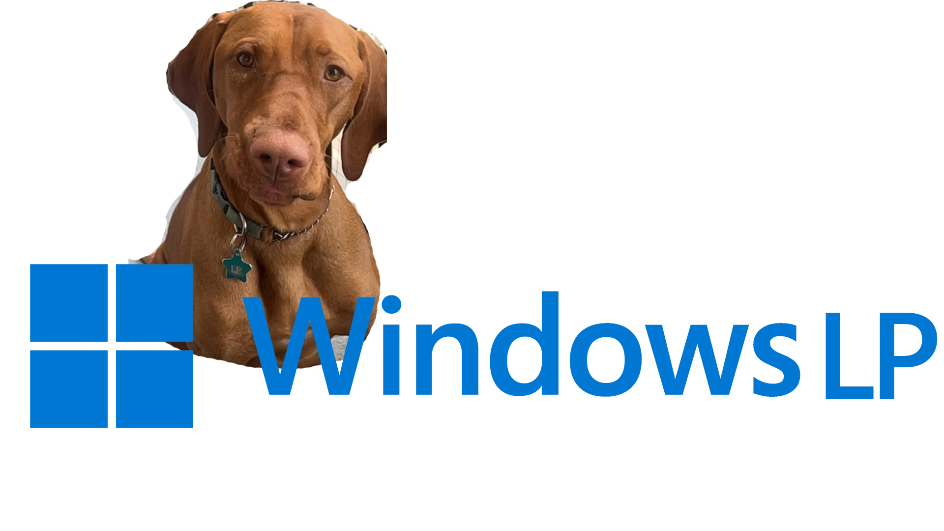 Lucky Pupper (vizsla) Windows LP